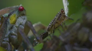 Zázračná planeta: Planeta Země III (5/8)