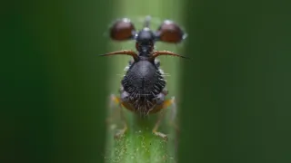 Zázračná planeta: Planeta Země III (5/8)