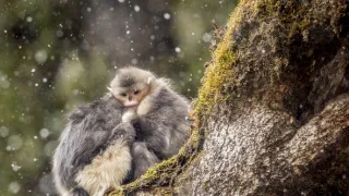 Tajemné opice ze Šangri-la