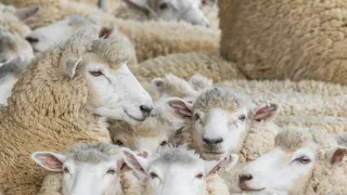 Nový Zéland - Severní ostrov