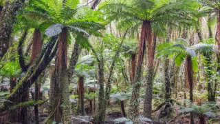 Nový Zéland - Severní ostrov