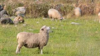 Nový Zéland - Severní ostrov