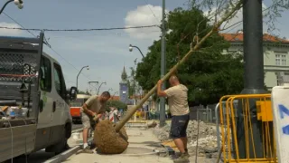 Zasaďme se o stromy