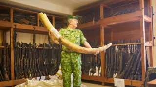 Prírodní bojovníci (2)