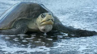 Zázračná planéta: Pozoruhodná planéta Zem (4/4)