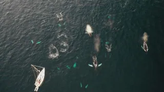 Dokonalí mořští predátoři (1/4)