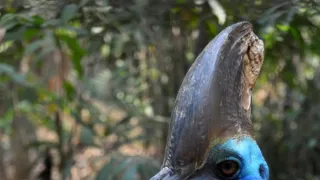 Papua-Nová Guinea, život kmeňov