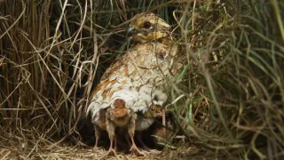 Zázračná planéta: Krajina pohľadom z vesmíru (2/4)