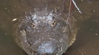 Největší zabijáci Afriky III (2)