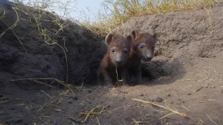 Zázračná planéta: Serengeti II (1/6)