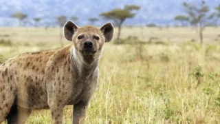 Zázračná planéta: Serengeti II (1/6)