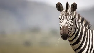 Zázračná planéta: Serengeti II (1/6)