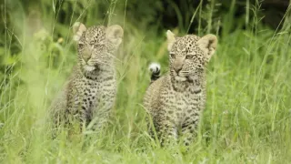 Zázračná planéta: Serengeti II (1/6)