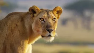 Zázračná planéta: Serengeti II (1/6)