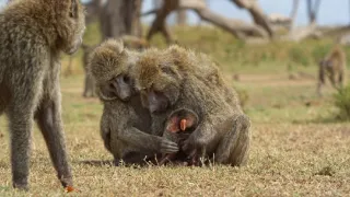 Zázračná planéta: Serengeti II (1/6)