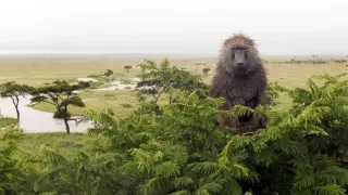 Zázračná planéta: Serengeti II (1/6)