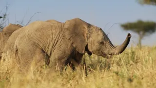 Zázračná planéta: Serengeti II (1/6)