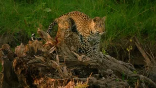 Leopardica (2/2)