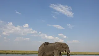 Sloni zblízka (1/2)
