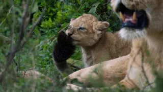 Zázračná planéta: Dynastie (3/5)