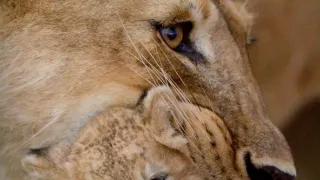 Zázračná planéta: Dynastie (3/5)