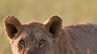 Zázračná planéta: Dynastie (3/5)