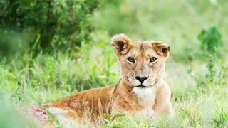 Zázračná planéta: Dynastie (3/5)