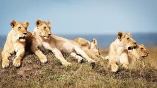 Zázračná planéta: Dynastie (3/5)