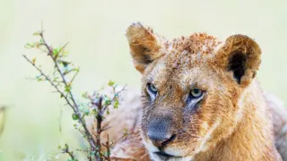 Zázračná planéta: Dynastie (3/5)