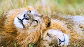 Zázračná planéta: Dynastie (3/5)