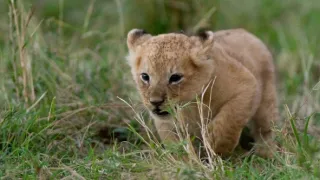 Zázračná planéta: Dynastie (3/5)