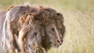 Zázračná planéta: Dynastie (3/5)