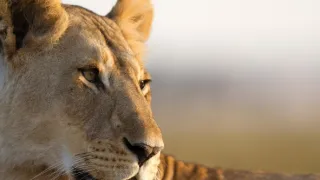 Zázračná planéta: Dynastie (3/5)