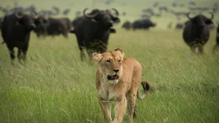 Zázračná planéta: Dynastie (3/5)