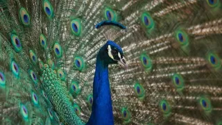 Zázračná planeta: Svérázné chování zvířat (1/3)