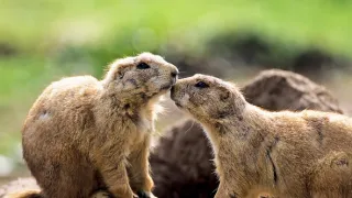 Zázračná planeta: Svérázné chování zvířat (1/3)