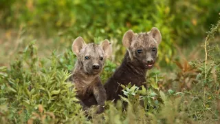 Zázračná planeta: Svérázné chování zvířat (1/3)