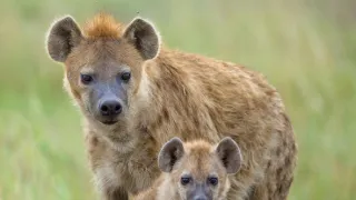 Zázračná planeta: Svérázné chování zvířat (1/3)