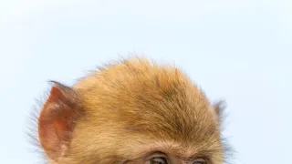 Zázračná planeta: Svérázné chování zvířat (1/3)