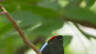 Zázračná planeta: Svérázné chování zvířat (1/3)