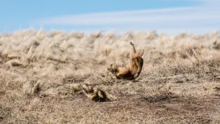 Zázračná planeta: Svérázné chování zvířat (1/3)