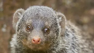 Zázračná planeta: Svérázné chování zvířat (1/3)