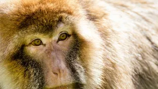 Zázračná planeta: Svérázné chování zvířat (1/3)