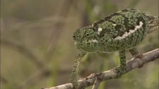 Najväčší zabijaci Afriky (2)