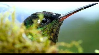 Kostarika - vzedmutí přírody