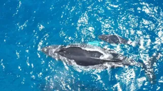 Kostarika - vzedmutí přírody