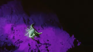 Pozoruhodná evoluce (1)