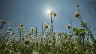 Príbeh krajiny lúk