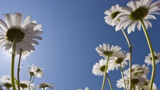 Príbeh krajiny lúk