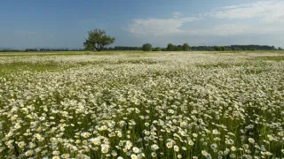 Príbeh krajiny lúk